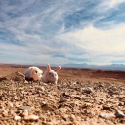 Peluche Lumineuse Shakie PABOBO Lapin Blanc -MADE4BABY BOUTIQUE shakie lapin 3